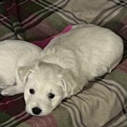 Yellow - White male West Highland White Terrier puppy in Kuna, Idaho from Treasure Valley Idaho Westies