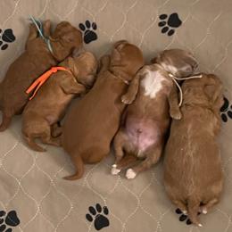Maltipoo Puppies from Ollie-Pop Paws Breeding