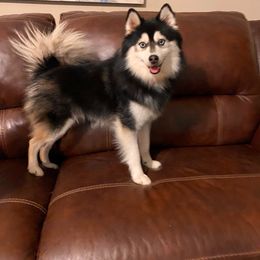 Tadashi - Pomsky