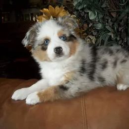 Miniature Australian Shepherd and Toy Australian Shepherd Puppies from Long's lil Aussies
