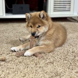 Big Man - Red male Shiba Inu puppy in Sharpsburg, Georgia from H & J Shiba Inu’s