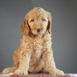 Holly - Red female Bernedoodle puppy in Caldwell, Idaho from Boise Doodle Co.