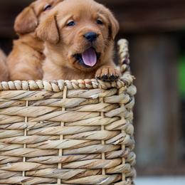 Labrador Retriever Puppies from Mid-Columbia Labradors