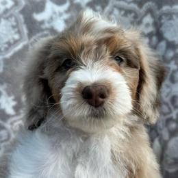 Isreal - Tri-color male Bernedoodle puppy in Oologah, Oklahoma from Timber Hills Poodles and Doodles