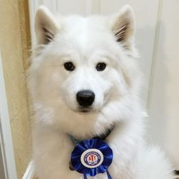 Samoyeds from Shayna Samoyeds