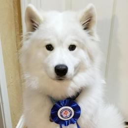 Samoyeds from Shayna Samoyeds