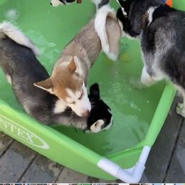 "Auntie Athena, Gunnar and pups" Siberian Husky Puppies from Phresh Pharm Husky Ranch