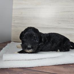 Meadow - Black & white female Maltipoo puppy in Doerun, Georgia from Twig & Tail Puppies