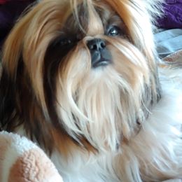 Shih Tzu Puppies from Raincross Shih Tzu