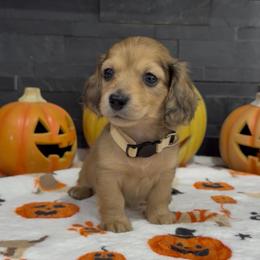 Truffle - Sable female Dachshund puppy in Goodyear, Arizona from AZ Royal Doxies llc