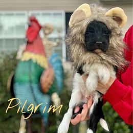 Pilgrim - Parti male Goldendoodle puppy in Mocksville, North Carolina from Little Bear Doodles