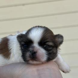 Girl 1 - Red and white female Shih Tzu puppy in Calimesa, California from Little Mountain’s Shih Tzus