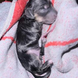 Dachshund puppies from Divine Dogs