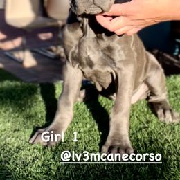 Cane Corso and French Bulldog Puppies from LV3M Cane Corso