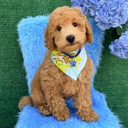 Atlas (Dark Blue) - Cream male Goldendoodle puppy in Miami, Florida from Katy's Toy Poodles & Doodles