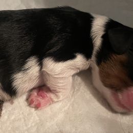 Elsa - Cavalier King Charles Spaniel puppy from Mia Loves Kingston Cavaliers