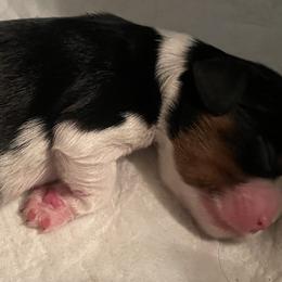 Elsa - Cavalier King Charles Spaniel puppy from Mia Loves Kingston Cavaliers