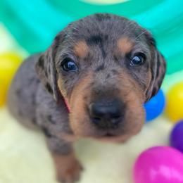Blue-pink collar-2800 - Dapple female Dachshund puppy in Great Bend, Pennsylvania from Dashing Doxies