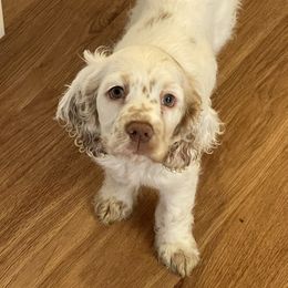 Cocker Spaniel Puppies from Angelic Cocker’s