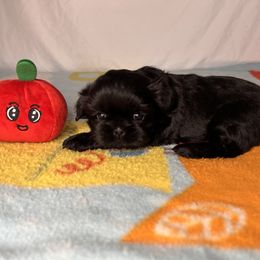 Boy 1 - Brindle Shih Tzu puppy in Fresno, California from Royally Mad Shihtz