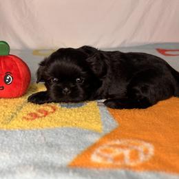 Boy 1 - Brindle Shih Tzu puppy in Fresno, California from Royally Mad Shihtz