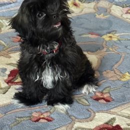 Alice - Black and white female Mal-Shi puppy in Calhan, Colorado from Millennium Falcon Kennels