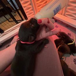 Labrador Retriever Puppies from Brad Gross