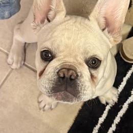 Bam-Bam - Cream male French Bulldog puppy in Murphy, Texas from Mathew Household Frenchies