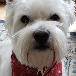 West Highland White Terriers from Wee Bairn Westies