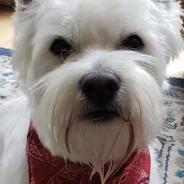 West Highland White Terriers from Wee Bairn Westies