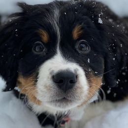 Bernese Mountain Dogs from Seven Arrows Beautiful Bernese