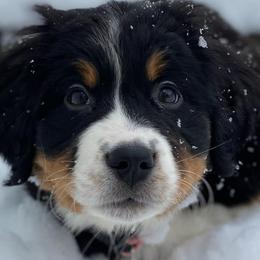 Bernese Mountain Dogs from Seven Arrows Beautiful Bernese