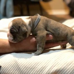 English Bulldog Puppies from Ruza's Bulldogs