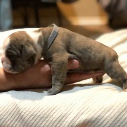 English Bulldog Puppies from Ruza's Bulldogs