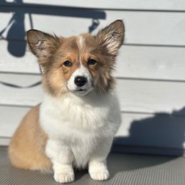 Nyx - Pembroke Welsh Corgi