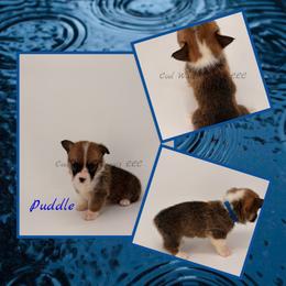 Puddle - Red male Pembroke Welsh Corgi puppy in Kiowa, Colorado from Cool Water Corgis LLC