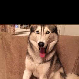 Sky - Siberian Husky