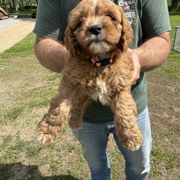 Luke - Red male Cavapoo puppy in Bozrah, Connecticut from Cedar Creek Farm