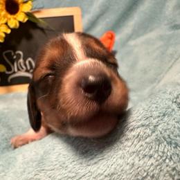 Sidney - Chocolate male Dachshund puppy in Oscoda, Michigan from Northland Dachshunds
