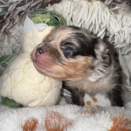 Echo - Blue merle male Pomeranian puppy in North Port, Florida from West Coast Diva Pupz