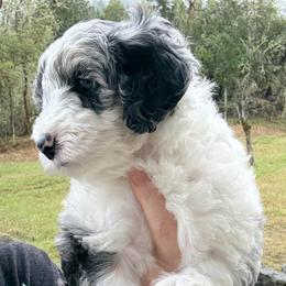 McKenzie - Merle female Sheepadoodle puppy in Roseburg, Oregon from Sharon’s Sheepadoodle’s
