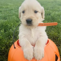 Pumpkin - Golden male Golden Retriever puppy in Blackfoot, Idaho from Ivy’s Goldens
