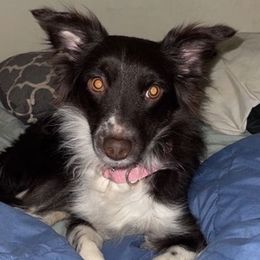 Miniature American Shepherds and Toy Australian Shepherds from Elizabeth Harrison's Pups