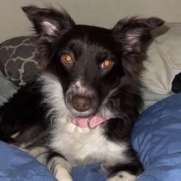 Miniature American Shepherds and Toy Australian Shepherds from Elizabeth Harrison's Pups