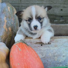 Allis Chalmers (Allis) - Red female Pembroke Welsh Corgi puppy in Greentop, Missouri from Sevits Corgis & Golden Retrievers