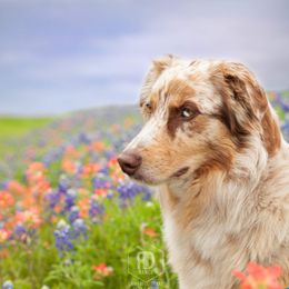 Lou - Australian Shepherd