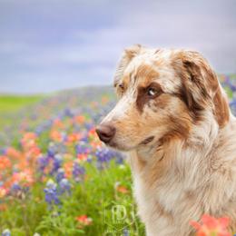 Lou - Australian Shepherd