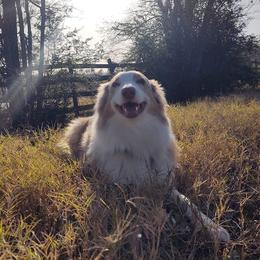 Australian Shepherds from Precision and Focus Ranch