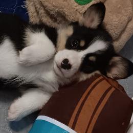 Pembroke Welsh Corgi Puppies from Rhone River Farm Pembroke Welsh Corgis