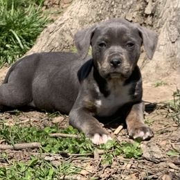 Judge - Catahoula Leopard Dog
